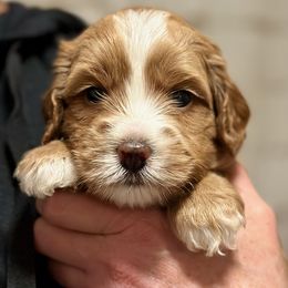 Girl 1 - Apricot female Australian Labradoodle puppy in Bend, Oregon from High Desert Labradoodles