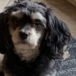 Grizzly - Cavapoo