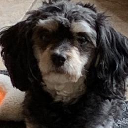 Grizzly - Cavapoo
