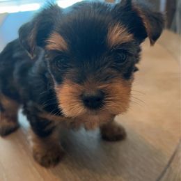 Yorkshire Terrier All Grown Up from Peppy Puppy Palace