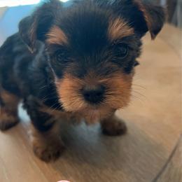 Yorkshire Terrier All Grown Up from Peppy Puppy Palace
