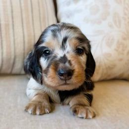 Niles - Dapple male Dachshund puppy in Cape Coral, Florida from Dear Dachshunds