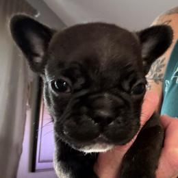 Cash - Black male French Bulldog puppy in Franklin, Pennsylvania from Falco’s Frenchies