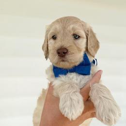 Sam - Cream male Goldendoodle puppy in Nashville, Tennessee from Hilton Doodles