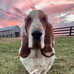 Basset Hounds from Walters Hollow Hounds