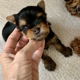 Yorkshire Terrier Puppies from PANACHE YORKIES
