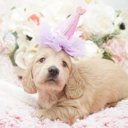 Goldilocks - Cream female Dachshund puppy in Big Rapids, Michigan from 30 Acre Woods Dachshunds