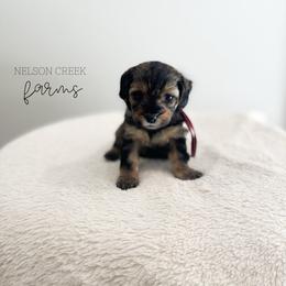 Parmesan - Black & tan female Maltipoo puppy in Huntsville, Texas from Nelson Creek Farms