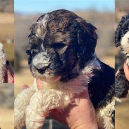 Aussiedoodles, Bernedoodles, Miniature Australian Shepherds, and Toy Australian Shepherds from P3 Kennel