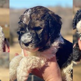 Aussiedoodles, Bernedoodles, Miniature Australian Shepherds, and Toy Australian Shepherds from P3 Kennel
