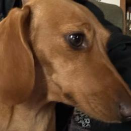 Ginger - Dachshund