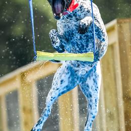 German Shorthaired Pointers from Fabulous Flying Pointers