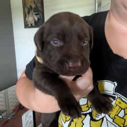 Jack (Yellow Collar) - Chocolate male Labrador Retriever puppy in Commerce, Oklahoma from Standing Water Kennels