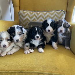 Australian Shepherd Puppies from Kelly Krew Aussies