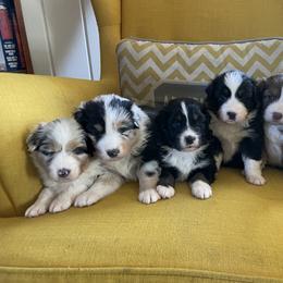 Australian Shepherd Puppies from Kelly Krew Aussies