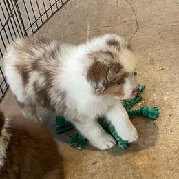 Minnie - Red merle female Australian Shepherd puppy in Hammond, Louisiana from Gold Ring Australian Shepherds