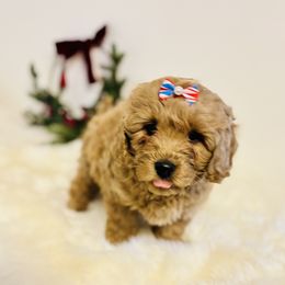 Goldie - Apricot female Saint Berdoodle puppy in Swartz Creek, Michigan from Whisky Paws Saint Berdoodles and Poodle Pups