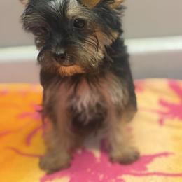 Yearly - Black and gold female Yorkipoo puppy in Florence, Kentucky from 4paws4ever by Design