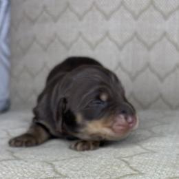 Dachshund Puppies from Dreamy Creamies