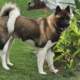 Akita from Red Haze Akitas
