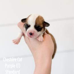 Cheshire Cat - Purple - Red female Pembroke Welsh Corgi puppy in Milan, Georgia from Williams’ Welsh Corgis LLC