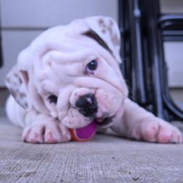 Freckles - Brindle male Bulldog puppy in Brookshire, Texas from Daisy’s Bully Bloom