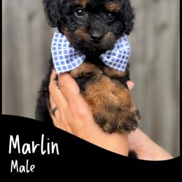 Marlin - Phantom male Goldendoodle puppy in Angier, North Carolina from A Breed Above Kennels