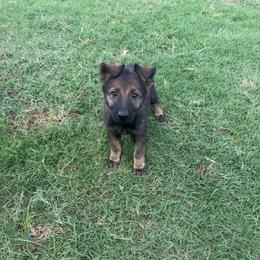 Delta - Red Collar Sable Female - Sable female German Shepherd puppy in Milan, Illinois from Stonewick German Shepherds