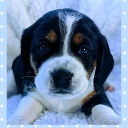 Beagle Puppies from Jennifer Knapp's Beagles