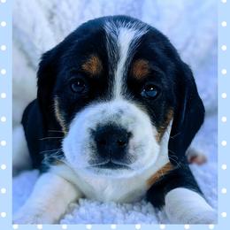 Beagle Puppies from Jennifer Knapp's Beagles