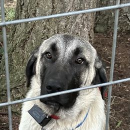 Tajik - Kangal