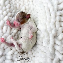 Ewing - Parti female Goldendoodle puppy in from Pink Poodles and Doodles