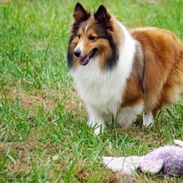 Penny - Shetland Sheepdog