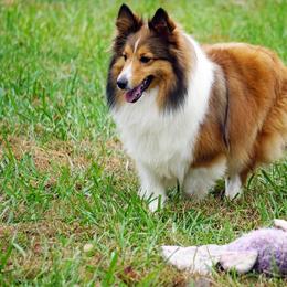 Penny - Shetland Sheepdog