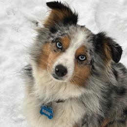 Beau - Toy Australian Shepherd