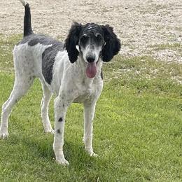 Poodles from Country Breeze Poodles