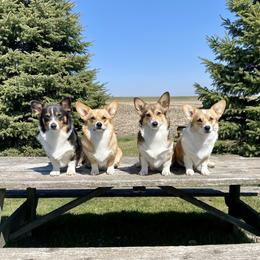 Pembroke Welsh Corgis from A Hurd of Corgis