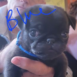 Blue collar - Black male Pug puppy in Brush Prairie, Washington from Paradise Peaks