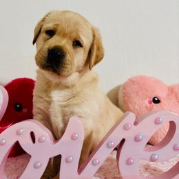 Purple Collar - Yellow Labrador Retriever puppy in Somerset, California from Cantina Labs and Cavs