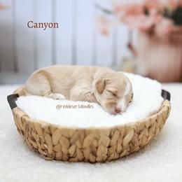 Boy 1 - male Australian Labradoodle puppy in Hurricane, Utah from Red Desert Doodles