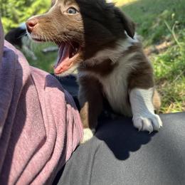 Border Collie Puppies from Athena’s Collies