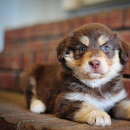 Australian Shepherd Puppies from Carolina Aussies