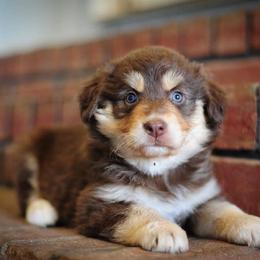 Australian Shepherd Puppies from Carolina Aussies
