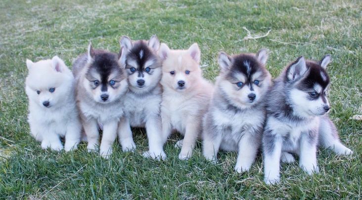 Little Dipper Pomskies in Nevada | Pomsky puppies | Good Dog