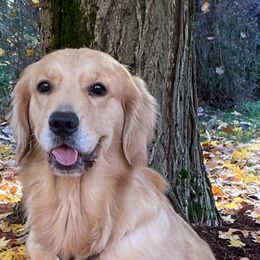 Paddy - Golden Retriever