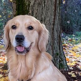 Paddy - Golden Retriever