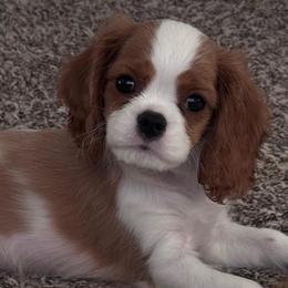 Be bop - Blenheim female Cavalier King Charles Spaniel puppy in Saint Augustine, Florida from STARGAZER CAVALIERS
