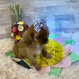 Scarlet - Ruby female Cavalier King Charles Spaniel puppy in Maryland from Pay it Forwood
