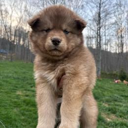 Orange - Red and white male Siberian Husky puppy in Jonesborough, Tennessee from Dry Creek Siberians