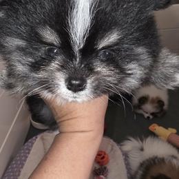 Minnie - Black and tan female Pomeranian puppy in Meherrin, Virginia from Traveling Poms